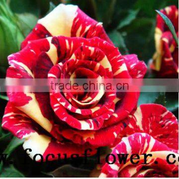 Hot Selling Black Roses Sale High Quality Fresh Cut Flower Spray Rose Meteor Shower for Banquets Factory Prize Supply photo-6