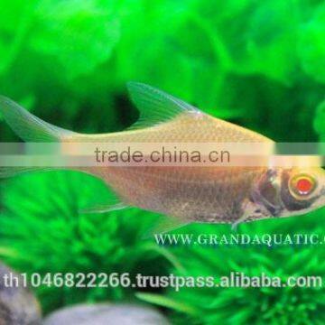 Albino Tinfoil Barb Fish For Sale / Aquarium Fish Farm photo-2