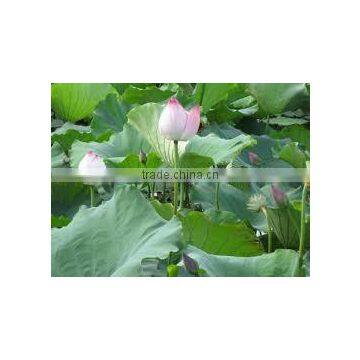 Nelumbo Nucifera Extract photo-3