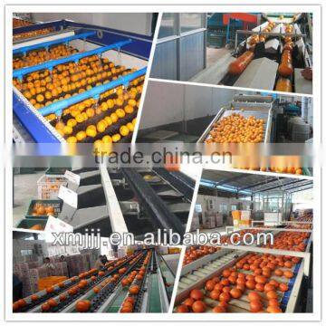 Natrual Rippen Yongchun Oranges photo-6