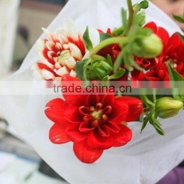 Colorful classical dahlia flower head