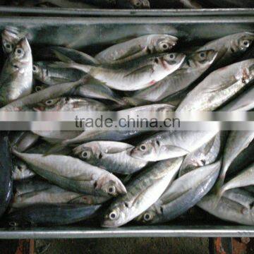 frozen horse mackerel