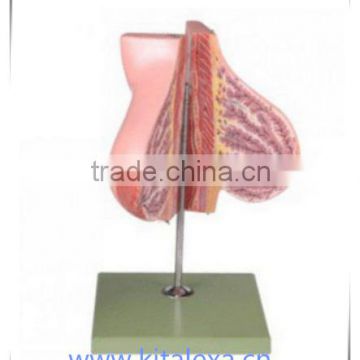 Breast anatomy model of lactating women KA-TP0001