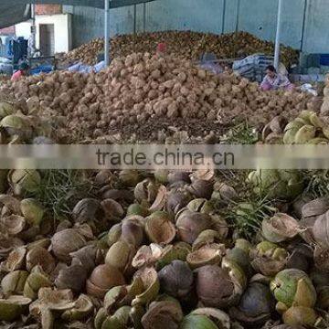 Coconut fiber QQ : 2598494113