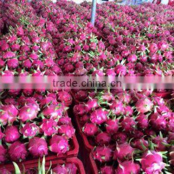 Red Heart Fresh Dragon Fruit photo-3