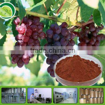 95% OPC Grape Seed Extract