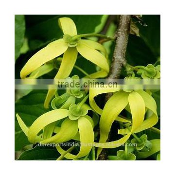 Ylang Ylang Oil from India