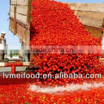 2014 New Crop Good Taste Canned Tomato Paste-140g