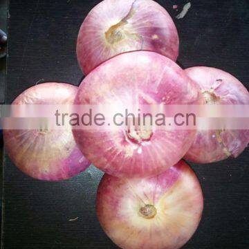 Red Bombay Onion photo-3