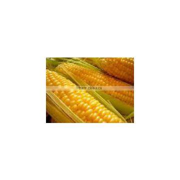 Yellow Maize - Animal Feed