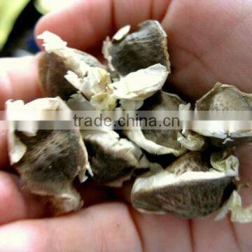 MORINGA SEED BEST QUALITY IN INDIA