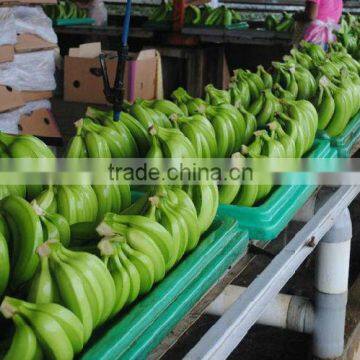 BANANA TROPICAL CAVENDISH WONDERFUL TASTE