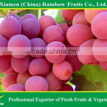 Fresh Fruits of Yunnan Xinjiang Red Sweet Globe Grape Table Grape photo-6