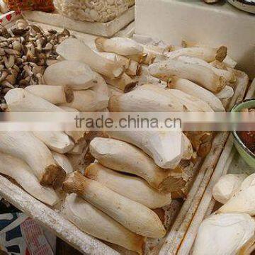 Fresh King Oyster Mushroom