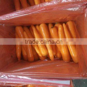 CHINESE CARROTS FOR SALE