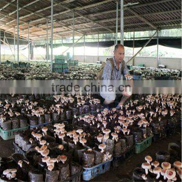2016 Hot Selling Mushroom Prices,Shitake Mushroom Growing,Mushroom Logs photo-6