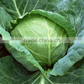 HC40 Zhong cold resistant,round dark green F1 hybrid cabbage seeds