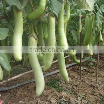 HE05 Sexiang long green hybrid eggplant seeds