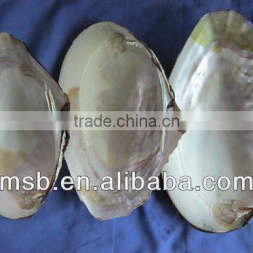 natural raw thick chinese river triangle shell/raw shells