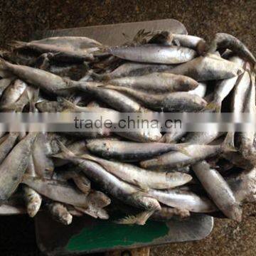 Good quality frozen Sardines 6-7pcs/kg