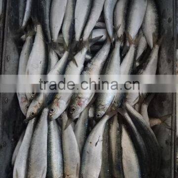 FROZEN SARDINE SEAFOOD FOR SALE photo-2