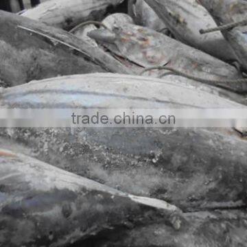 2016 Frozen Skipjack Tuna Whole Round IQF