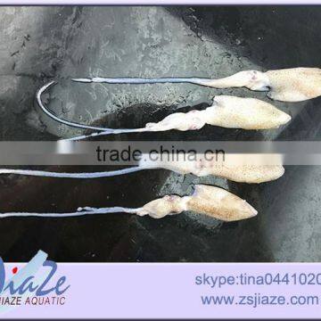 Zhoushan Wild Caught Fresh Baby Squid BQF OR IQF photo-2