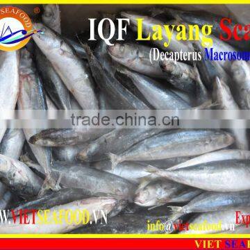 IQF LAYANG SCAD WHOLE ROUND photo-4
