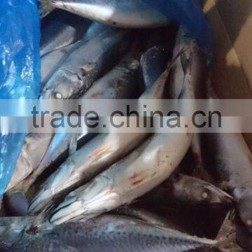 BQF New Catch Size 400/600 g Sea Frozen Pacific Mackerel photo-2