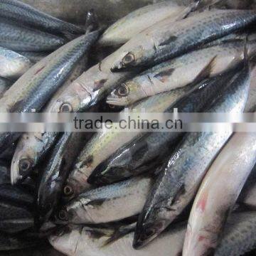 new frozen mackerel 5-6pieces/kg for sale