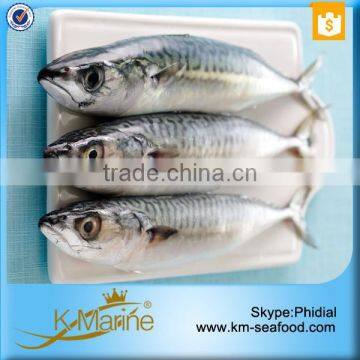 China Seafood Export Frozen Pacific Mackerel