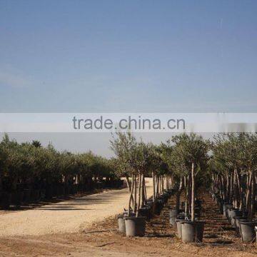 Olive Tree Olea Europaea Young Skin photo-4