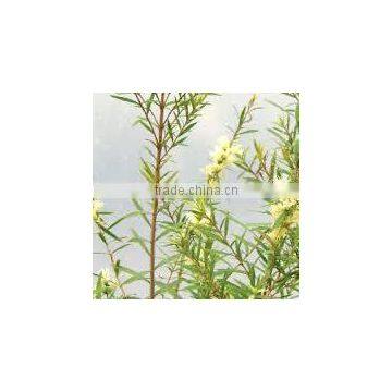 Tea Tree Oil photo-5