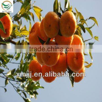 Nanfeng Honey Baby Orange photo-6