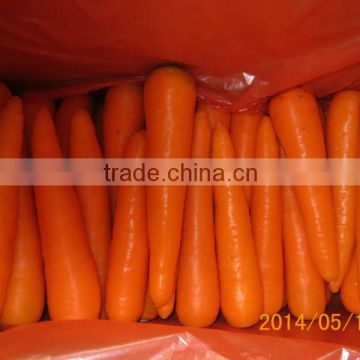 2014 China new crop fresh red carrot