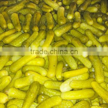 Gherkins in brine solution packing in drums or wooden boxes