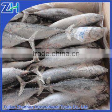 frozen bonito fish for sea fishing bait