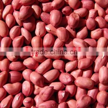 red skin peanuts 40/50 50/60