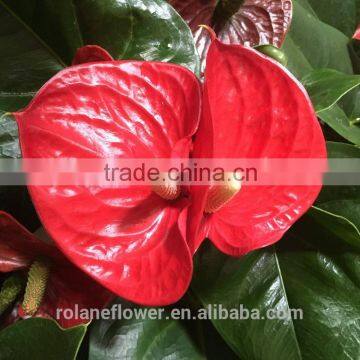 high quality fresh cut red flower anthurium for selling