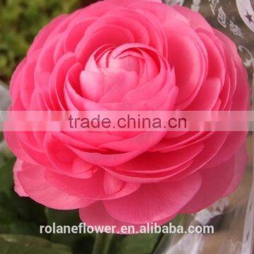 valentine's day wholesale good quality bright yellow fresh fan columbine from china