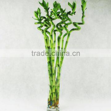 tower shaped guadua lucky bamboo from China