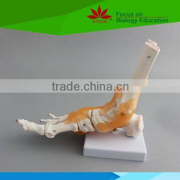 High quality Life-size foot joint with ligaments for medical aid