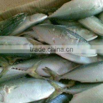 Frozen Indian Mackerel