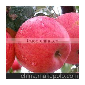 new crop fresh China red apple