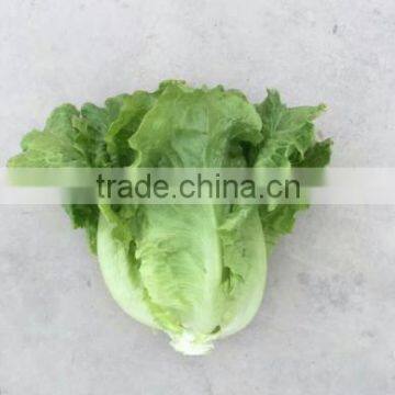 2016 Chinese Vegetable Hybrid Resistance Heat Lettuce Seed for Growing-letuuce 369 photo-2