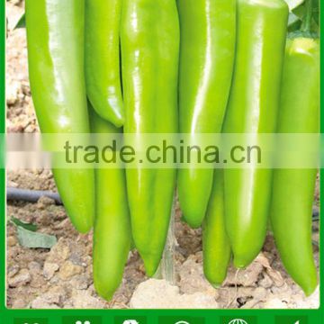 AP201 Guoluo green-yellow skin hybrid pepper seeds in china