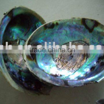 Promotion Raw A grade green abalone paua shell from New Zealand