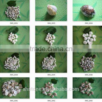 Natural Decotative Semicassis Inornata Seashell for Sale