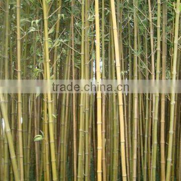 High Imitation Wholesale Artificial Decorative Bamboo,fake Bamboo photo-2