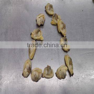 Boiled Variegated Clam Nature Fresh FAO61 photo-3